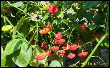 Brazilian Star Fish Chile Pepper
		Seeds